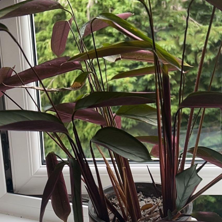 Photo of the plant species Ctenanthe 'Silver Star' by @MasterlyFord2 named Gomez on Greg, the plant care app