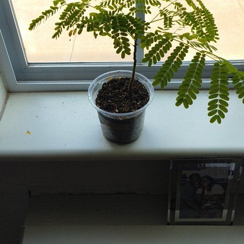 Photo of the plant species Caesalpinia Pulcherrima by @DeanAposeris82 named Peter Parker on Greg, the plant care app