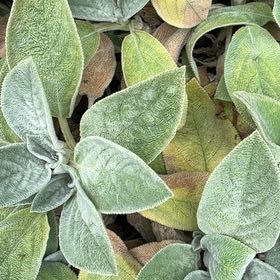 Photo of the plant species Lamb's Ear by @ModelFrithia24 named Zion on Greg, the plant care app