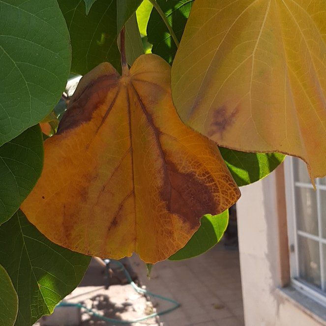 Photo of the plant species Sea Hibiscus by @SmartDuwei10 named Curie on Greg, the plant care app