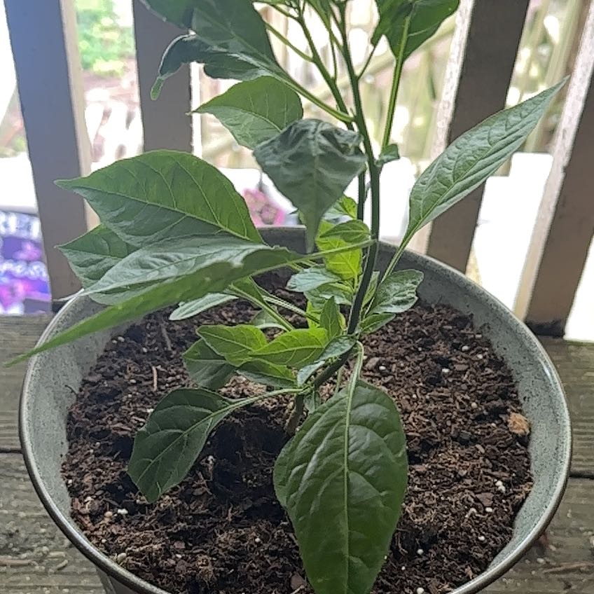 Photo of the plant species Capsicum Frutescens by @SilkenSapote83 named Gomez on Greg, the plant care app