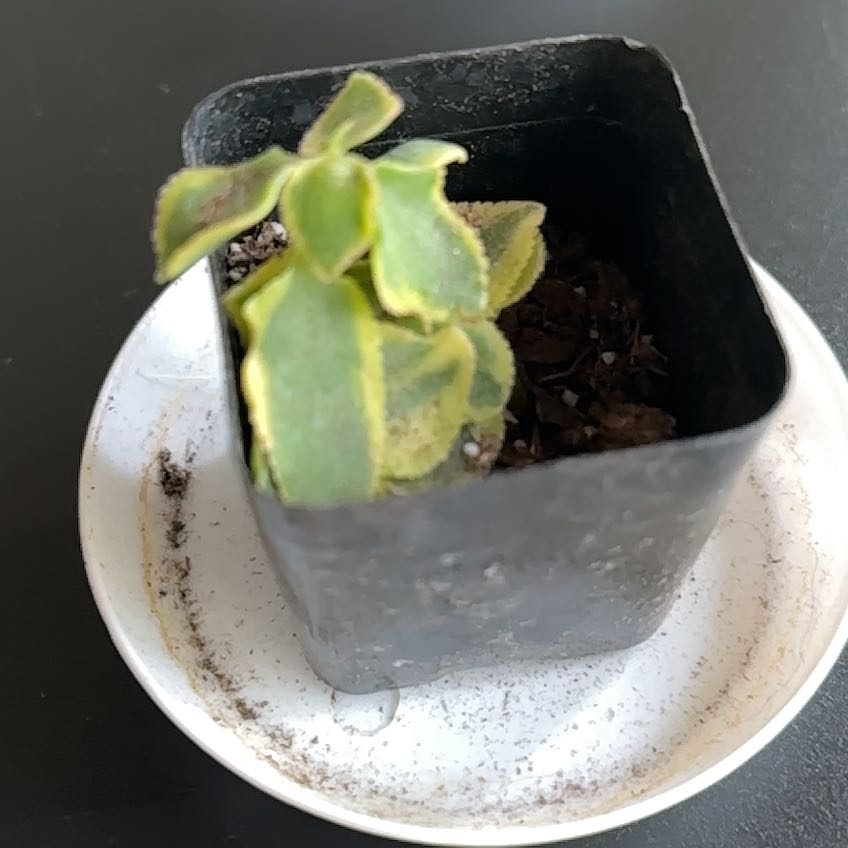 Photo of the plant species Crassula sarmentosa 'Variegata' by @SilkenSapote83 named Sir Plancelot on Greg, the plant care app