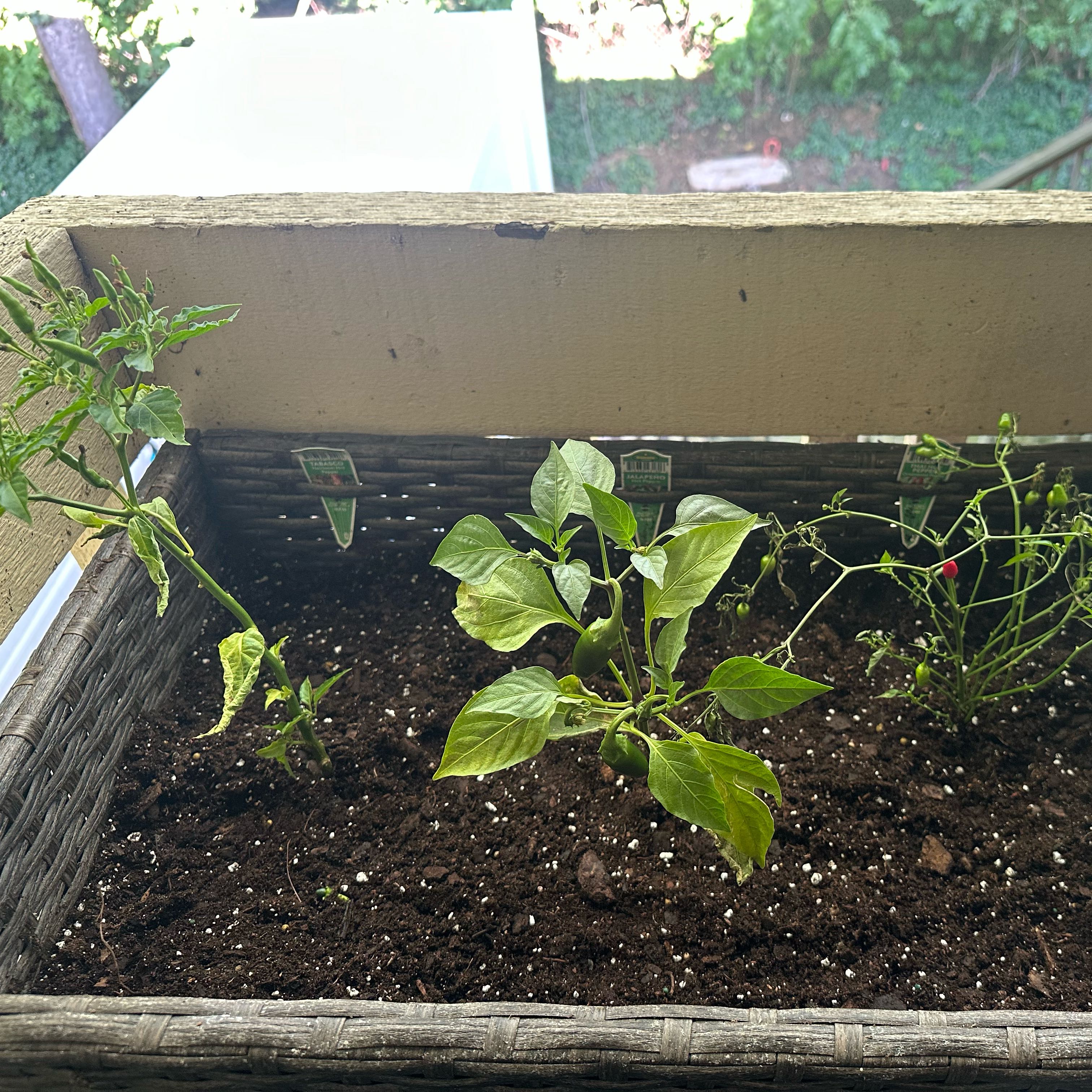 Photo of the plant species Jalapeño Pepper by @SilkenSapote83 named Pepper plants on Greg, the plant care app