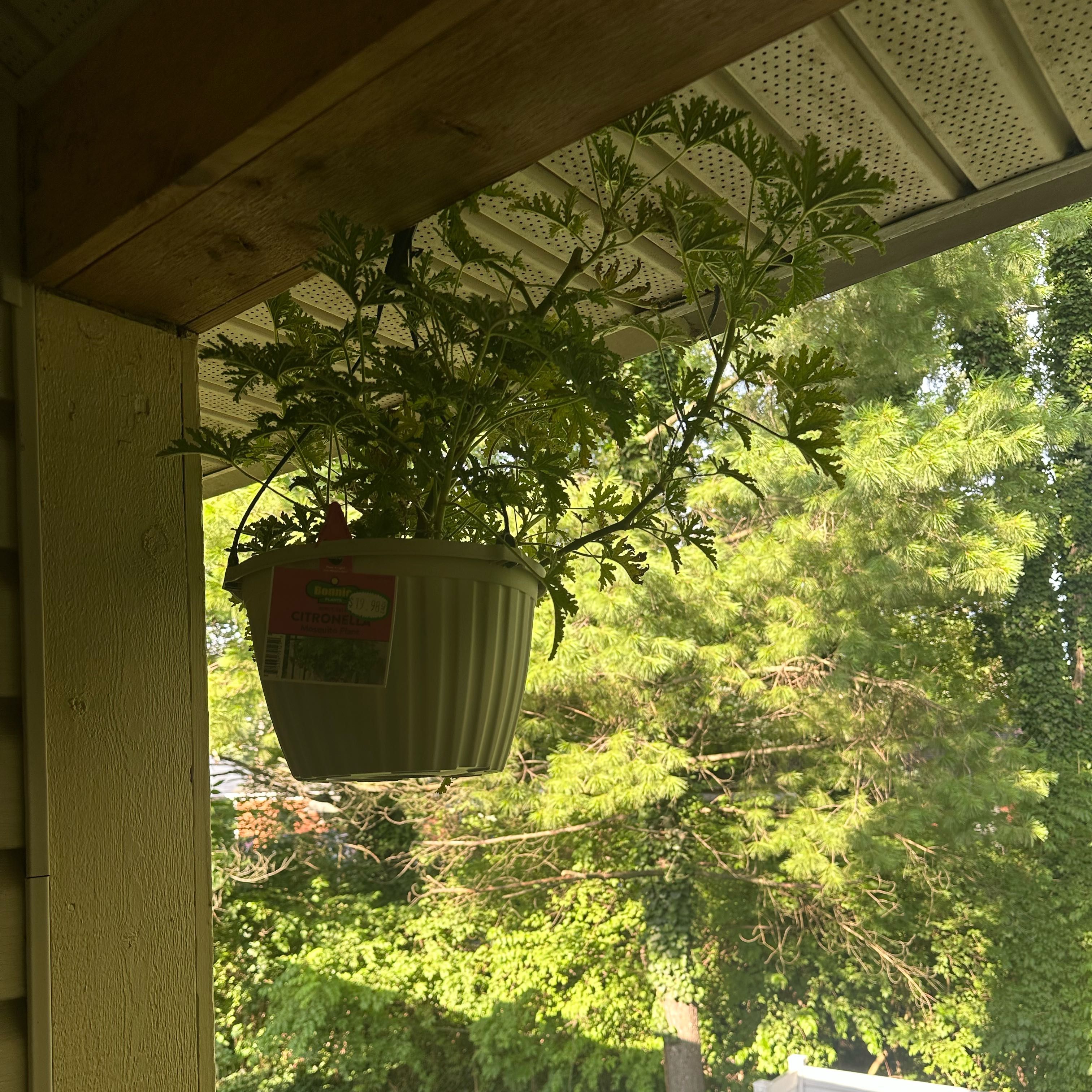 Photo of the plant species Citronella (anti-mosquito plant) by @SilkenSapote83 named Ronaldo on Greg, the plant care app