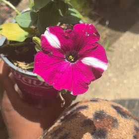 Photo of the plant species Wave Petunia by @HeadAnise25 named Penelope the Petunia on Greg, the plant care app
