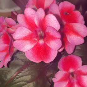 Photo of the plant species SunPatiens by @HeadAnise25 named Sandy on Greg, the plant care app