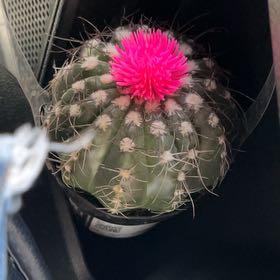Photo of the plant species Catus by @SpicyAlfalfa16 named ChloroPhil on Greg, the plant care app
