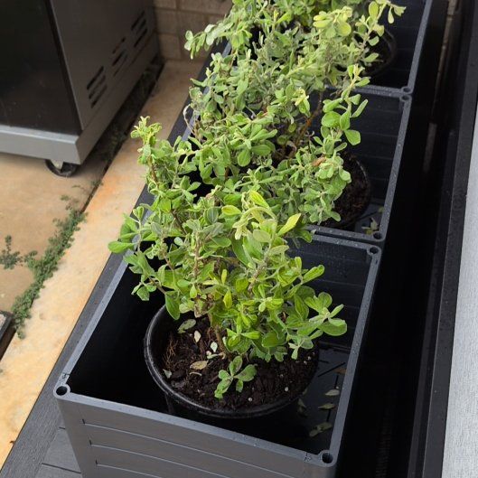 Photo of the plant species Cenicilla by @MindfulDodder38 named Prince on Greg, the plant care app