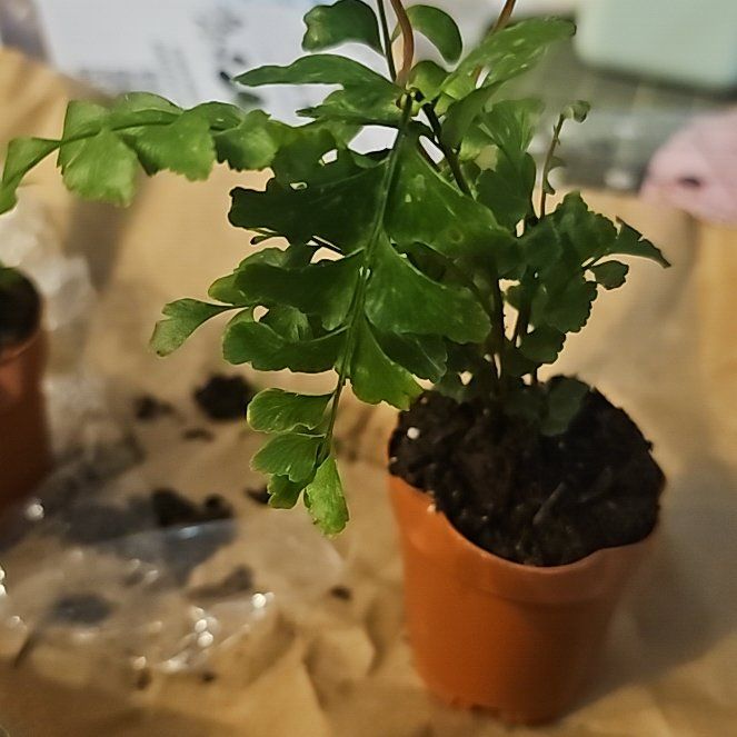 Photo of the plant species Northern Maidenhair Fern by @AnewSpearmint10 named Achilles on Greg, the plant care app