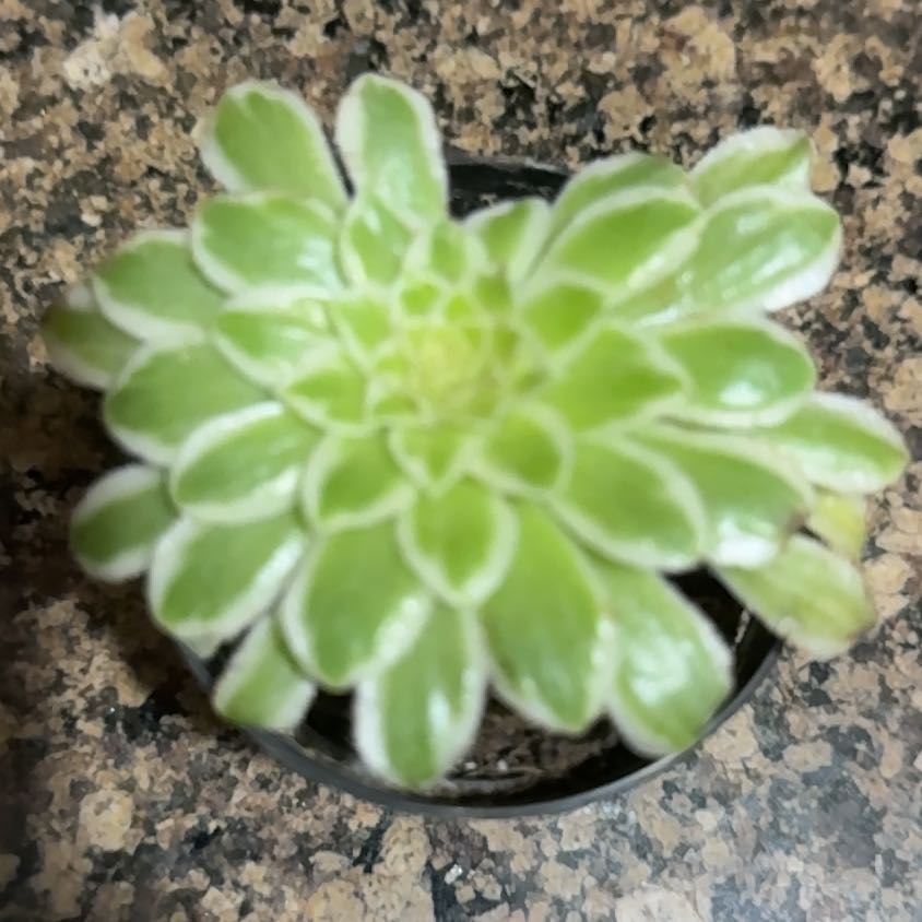 Photo of the plant species Aeonium 'Emerald Ice' by @DearBaybean3 named Doja Kat on Greg, the plant care app