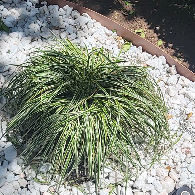 Photo of the plant species Texas Sacahuista by @GenteelMira20 named Harper on Greg, the plant care app