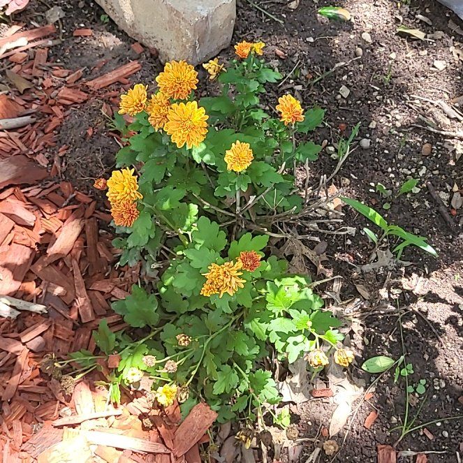 Photo of the plant species Verbesina Encelioides by @GenteelMira20 named Bella on Greg, the plant care app