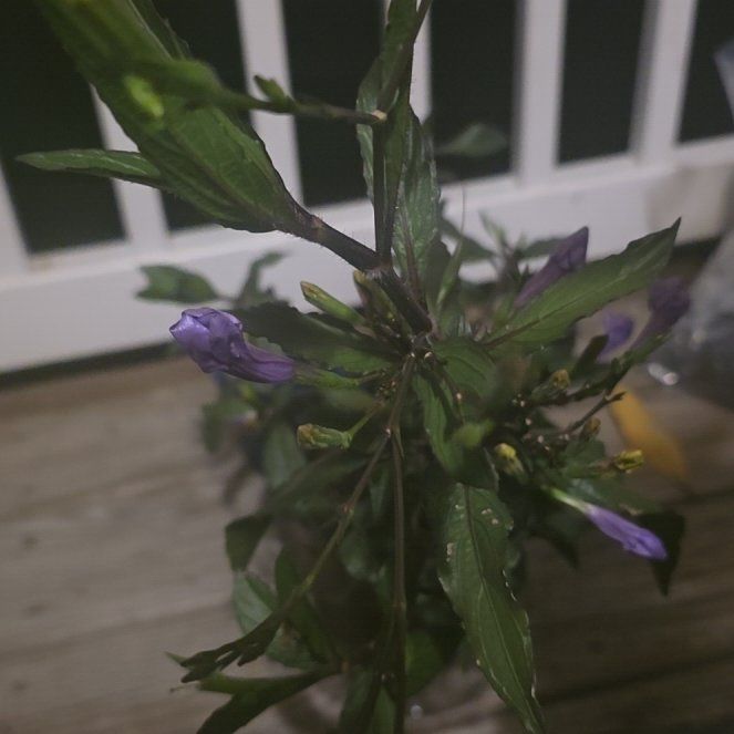 Photo of the plant species Mexican Bluebell by @BelovedBoneset1 named Delilah on Greg, the plant care app
