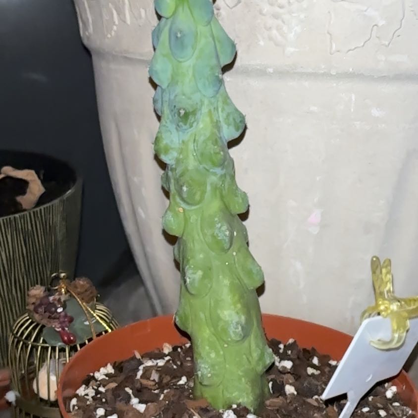 Photo of the plant species Boobie Cactus by @EnjoyableTule49 named Hamilton on Greg, the plant care app