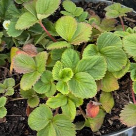 Photo of the plant species Beach Strawberry by @TryPhalsa54 named Zion on Greg, the plant care app