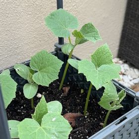 Photo of the plant species Cucumber by @TryPhalsa54 named Nithin on Greg, the plant care app