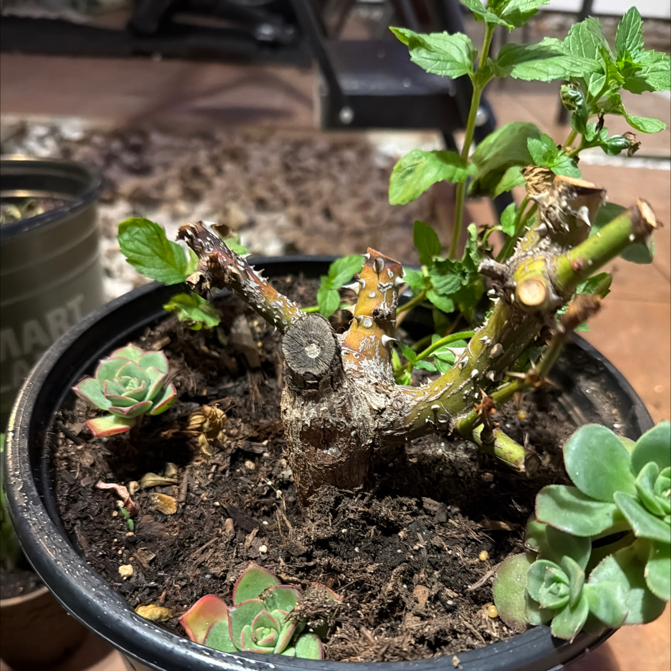 Photo of the plant species Miniature Rose by @TryPhalsa54 named Anne on Greg, the plant care app
