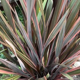 Photo of the plant species New Zealand Flax by @ClearBlinks64 named Dolores on Greg, the plant care app