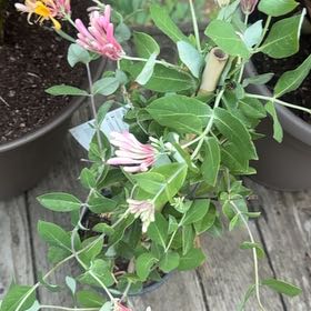 Photo of the plant species Honeysuckle by @ClearBlinks64 named Stella on Greg, the plant care app