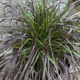 Photo of the plant species Crimson Fountaingrass by @ClearBlinks64 named Athena on Greg, the plant care app