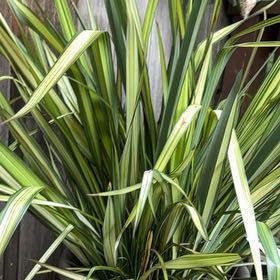 Photo of the plant species New Zealand Flax by @ClearBlinks64 named Gaga on Greg, the plant care app