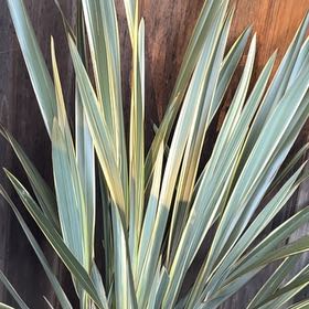 Photo of the plant species Phormium 'Alison Blackman' by @ClearBlinks64 named Spike Leaves on Greg, the plant care app