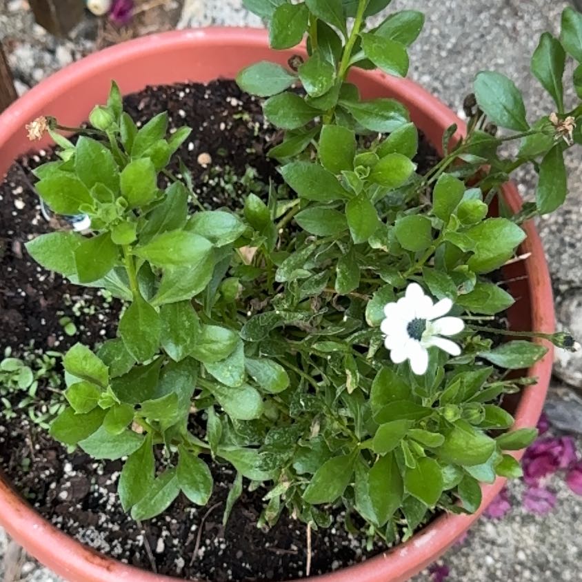 Photo of the plant species Common Chickweed by @ClearBlinks64 named Bruce Lee on Greg, the plant care app