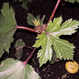Photo of the plant species Okra by @YokeKale74 named McKinley on Greg, the plant care app