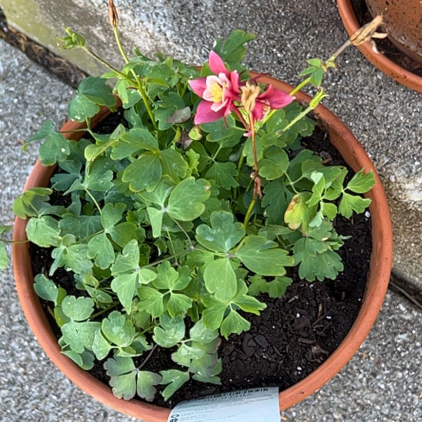 Photo of the plant species Aquilegia Vulgaris by @YokeKale74 named Delilah on Greg, the plant care app