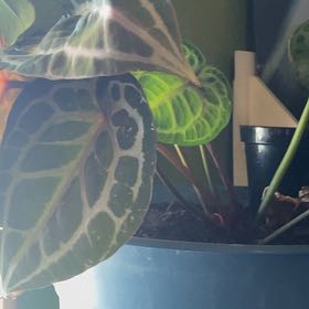 Photo of the plant species Anthurium Doc Block Michelle by @SturdyMostii7 named Michelle Branch on Greg, the plant care app