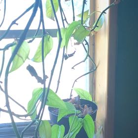 Photo of the plant species Skeleton Key Pothos by @SturdyMostii7 named Kendall on Greg, the plant care app