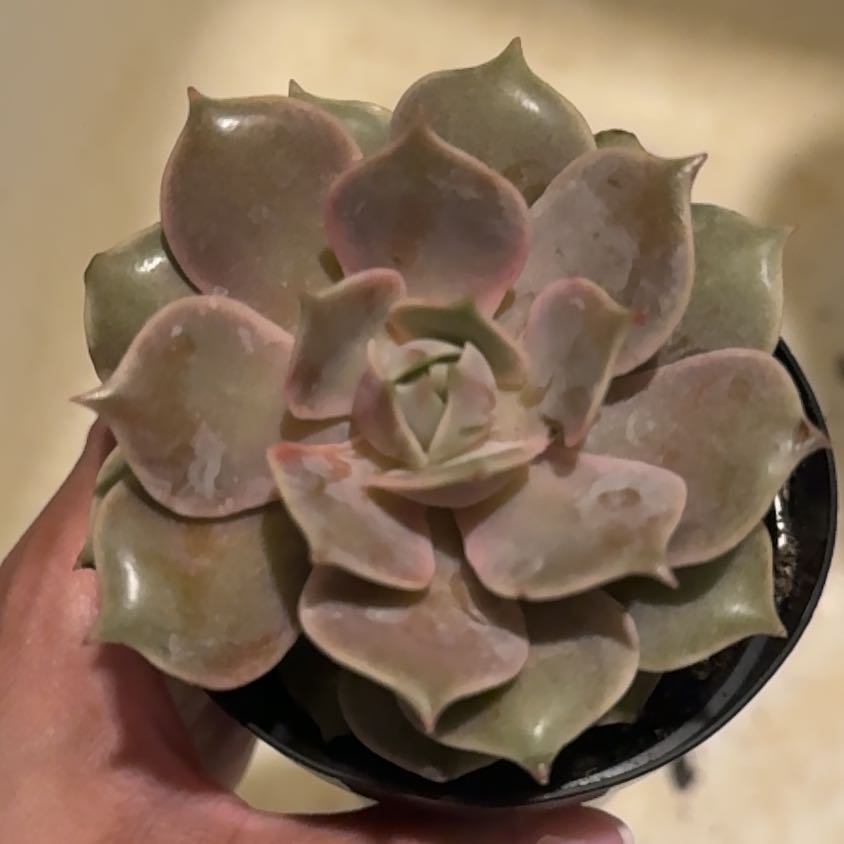 Photo of the plant species Echeveria 'Pink Diamond' by @FirstBluesage68 named Cleopatra on Greg, the plant care app