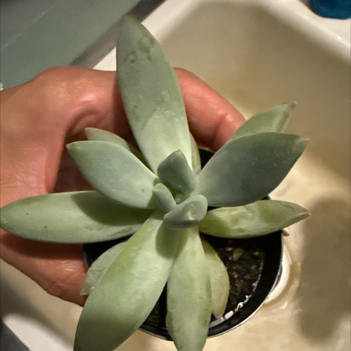 Photo of the plant species Pachyphytum 'Moon Silver' by @FirstBluesage68 named James Dean on Greg, the plant care app