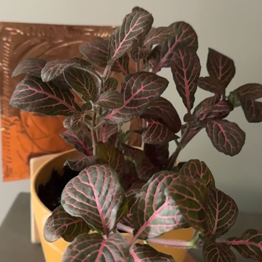 Photo of the plant species Pink Nerve Plant by @ComicalGollum86 named Tolkien on Greg, the plant care app