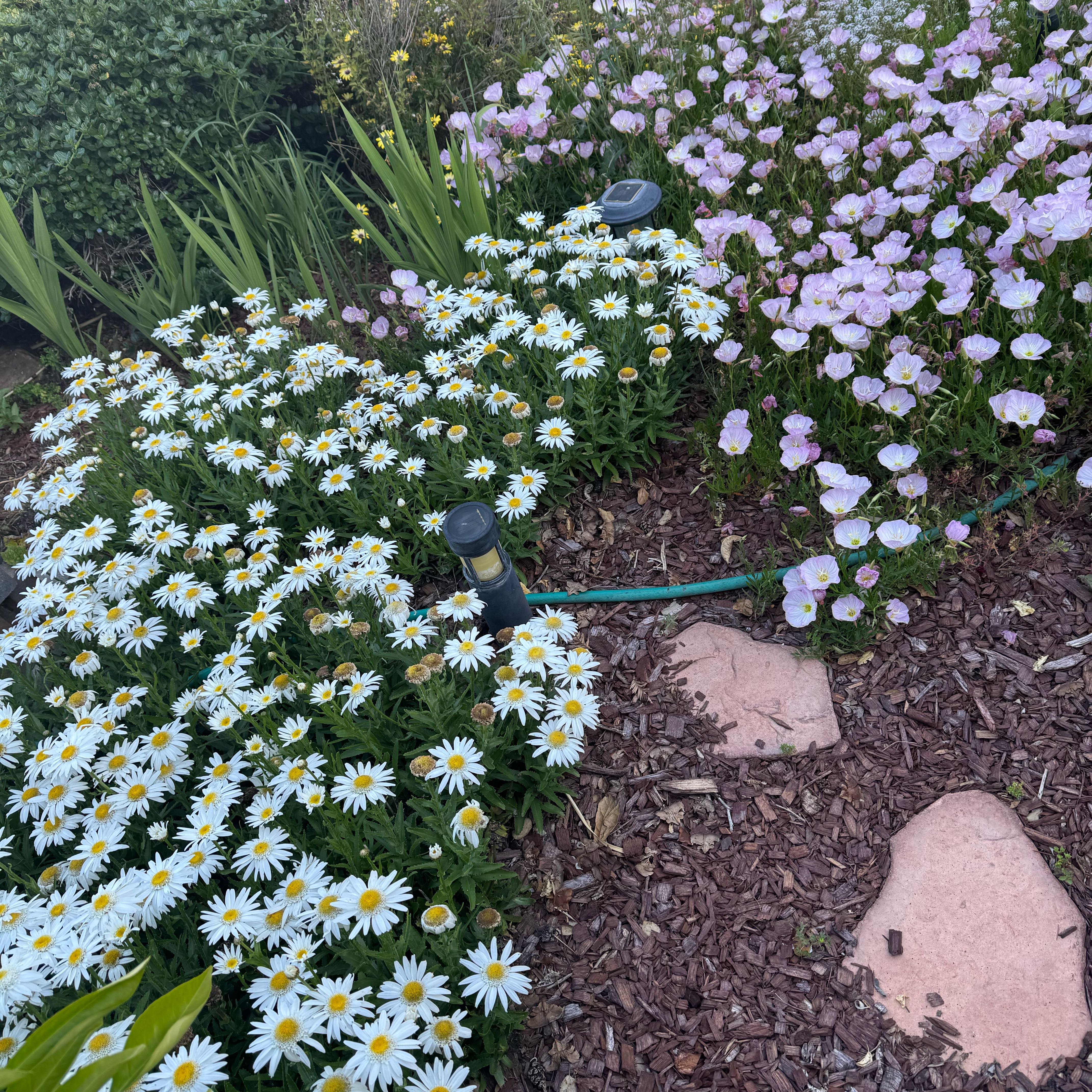 Photo of the plant species German Chamomile by @GoldRamshorn28 named Delilah on Greg, the plant care app
