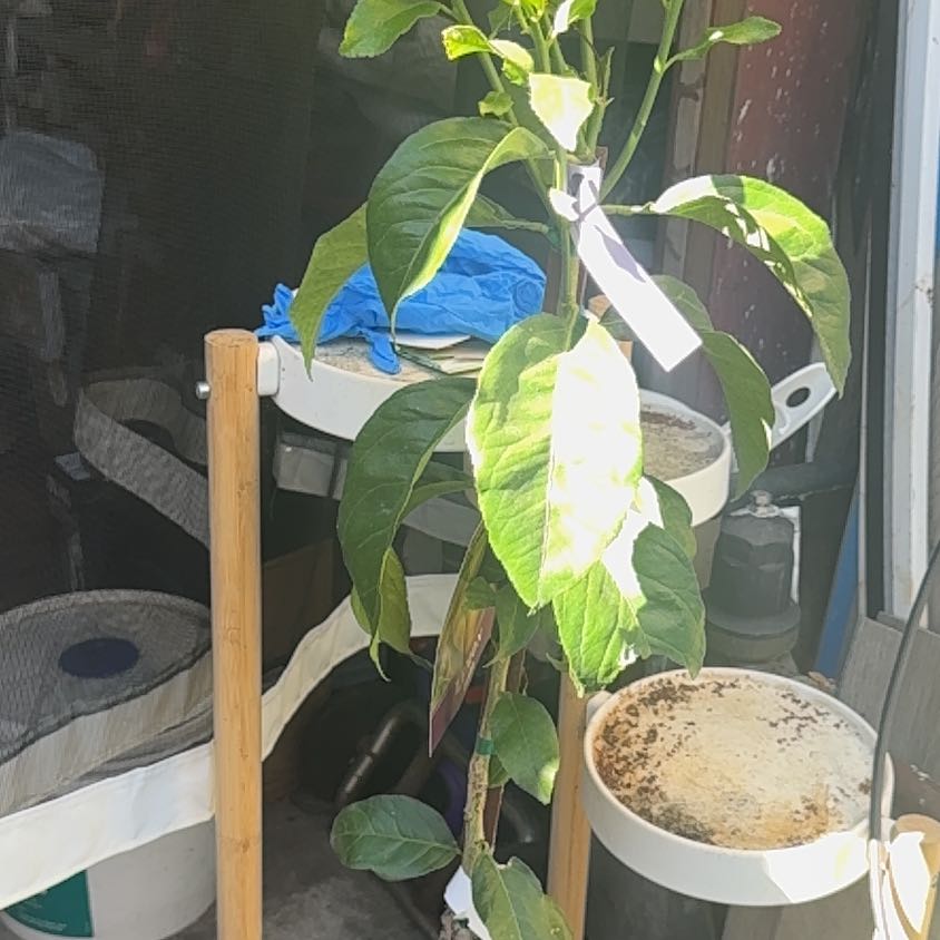 Photo of the plant species Eureka Lemon by @SedulousPlanera named Sanders on Greg, the plant care app