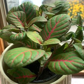 Photo of the plant species Red prayer plant by @SmartLuckyred16 named Rosa on Greg, the plant care app