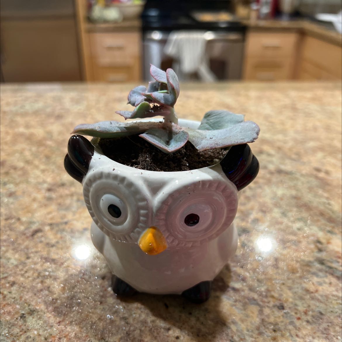 Chalk Dudleya plant in an owl-shaped pot on a kitchen counter.