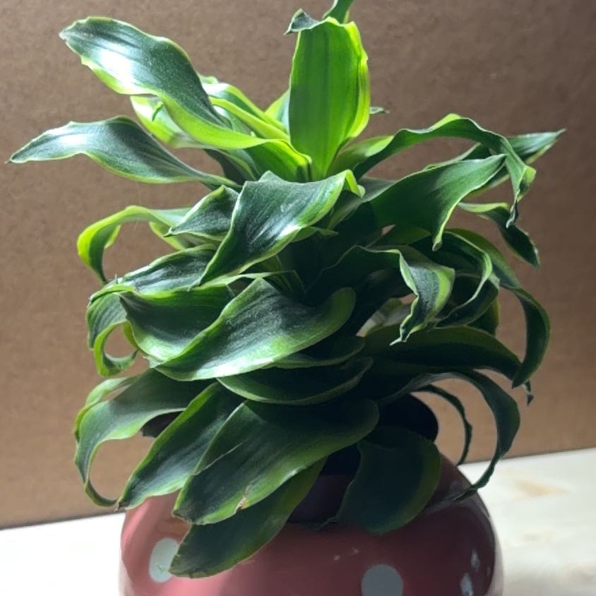 Photo of the plant species Dracaena 'Tornado' by @WingedTreeivy68 named Naomi on Greg, the plant care app
