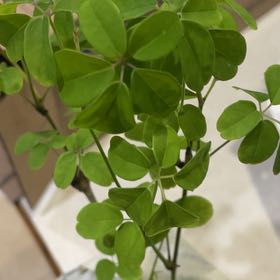 Photo of the plant species Chocolate Vine by @FitPygmyiris54 named Mando on Greg, the plant care app