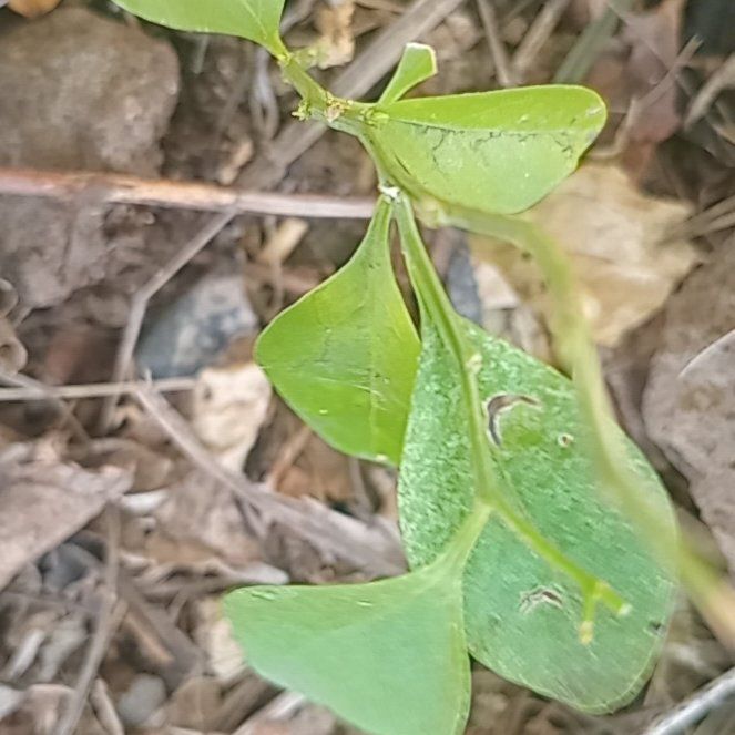 Photo of the plant species Grassleaf Spurge by @GemLilac84 named Kylie on Greg, the plant care app