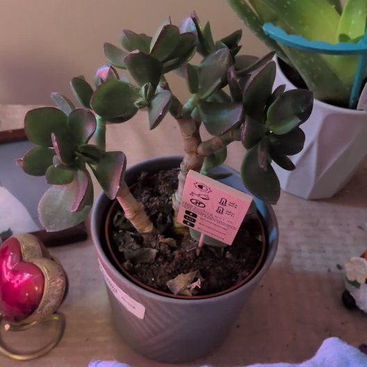 Photo of the plant species Crassula Ovata by @LitheRadish94 named Taylor Swift on Greg, the plant care app