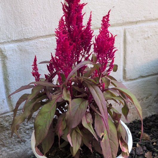 Photo of the plant species Dragons Breath by @LitheRadish94 named Coco on Greg, the plant care app