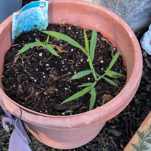 Photo of the plant species Blue Bedder by @LitheRadish94 named Foxxy on Greg, the plant care app