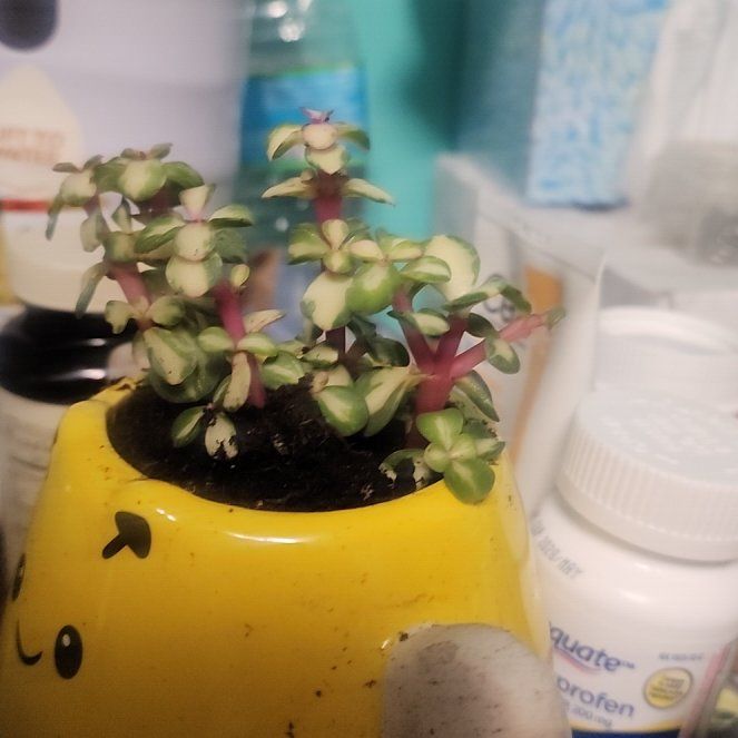 Photo of the plant species Portulacaria afra 'Kaleidoscope' by @MajesticSpinach named Sanders on Greg, the plant care app