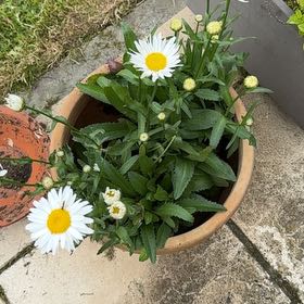 Photo of the plant species Max Chrysanthemum by @ShinyFlaxsilk90 named Wall-E on Greg, the plant care app