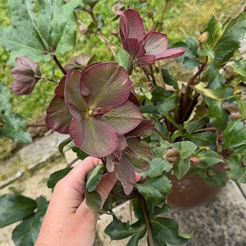 Photo of the plant species Lenten Rose by @ShinyFlaxsilk90 named Peter Parker on Greg, the plant care app