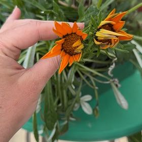 Photo of the plant species Treasureflower by @ShinyFlaxsilk90 named Demi on Greg, the plant care app