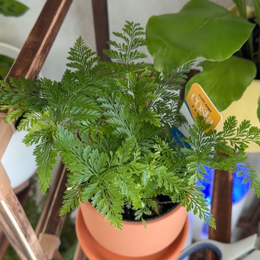 Photo of the plant species fluffy ruffle fern by @ModelSalal0 named Naomi on Greg, the plant care app
