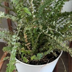 Photo of the plant species Lemon Button Fern by @ModelSalal0 named Kylie on Greg, the plant care app